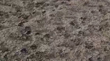 Фермер показал пострадавшие от вредителей поля в Актюбинской области