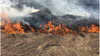 Семь тысяч гектаров сухостоя сгорело в ЗКО
