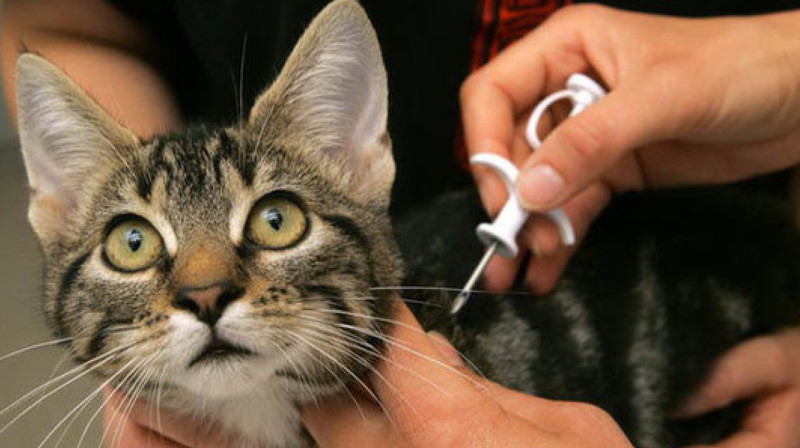 Астанчане смогут бесплатно чипировать домашних животных