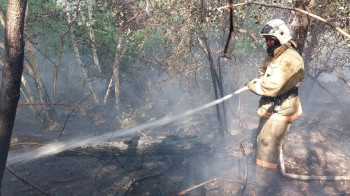 Лесной пожар в Абайской области локализовали
