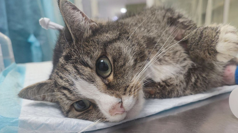 зоофелия Life.ru