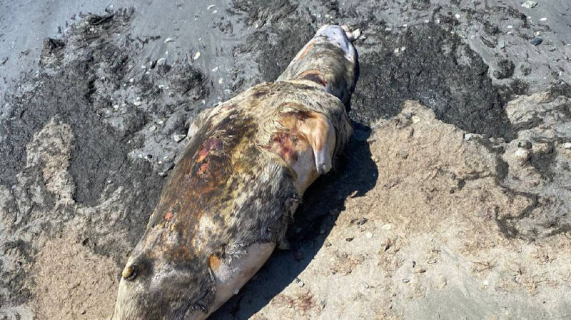 Мертвого тюленя нашли на берегу моря в Актау
