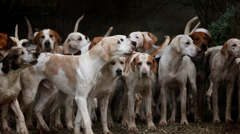 В Алматинской области произошло массовое отравление собак