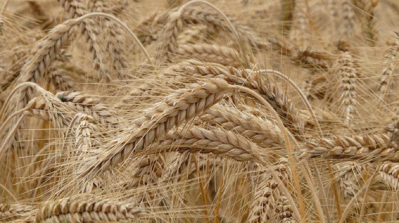 Полмиллиарда тенге налогов недоплатил "серый" экспортер при нелегальном вывозе российской пшеницы под видом казахстанской