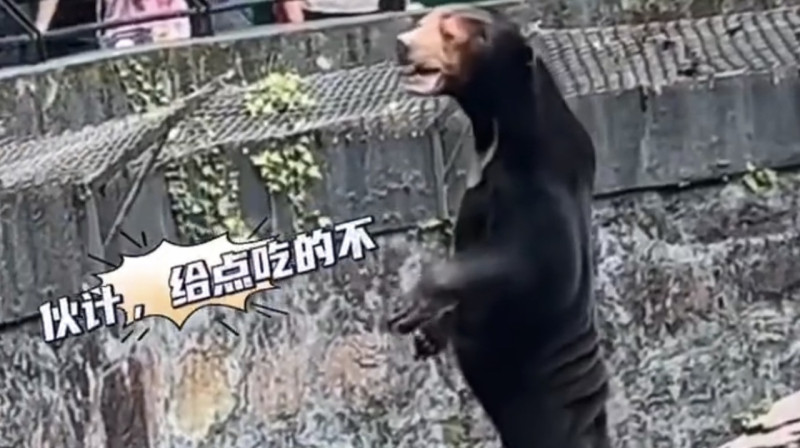 Зоопарк в Китае обвинили в подмене малайских медведей людьми