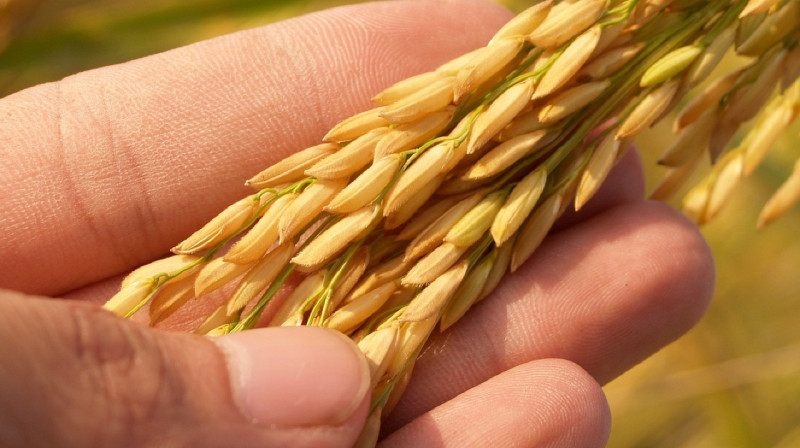 10 процентов зерновых культур погибли из-за засухи в Павлодарской области