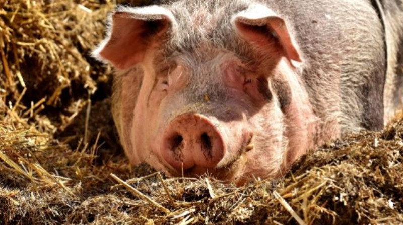 Три очага африканской чумы свиней выявили в РФ