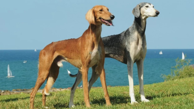 Казахстанских собак "тазы" и "тобет" могут признать на международном уровне