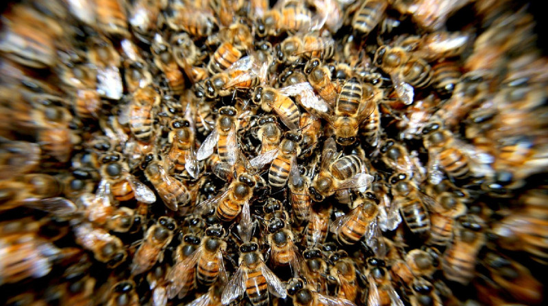 Бес миллион ызыңдаған ара қаланы басып алды