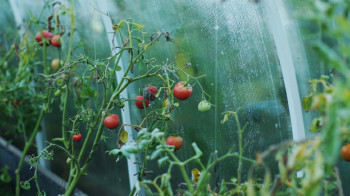 В Узбекистане вывели новый сорт высокоурожайный томата