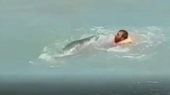 Тюлень напал на купающихся в море людей в Азербайджане