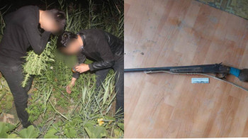 Два поля наркотических растений на 60 кг обнаружили в Кызылординской области