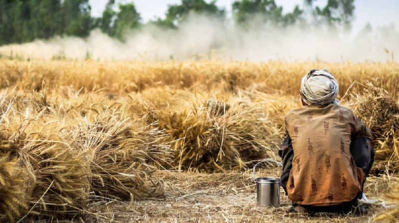 Киік 16 мың гектар егіс алқабын таптап кеткен