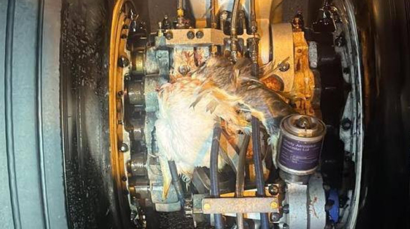 Самолет Air Astana при посадке столкнулся со стаей птиц в Астане