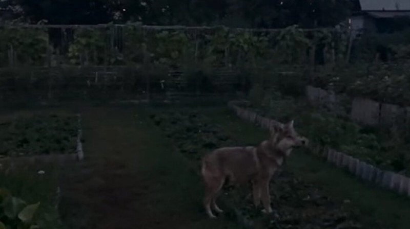 Житель Семея одомашнил волчонка