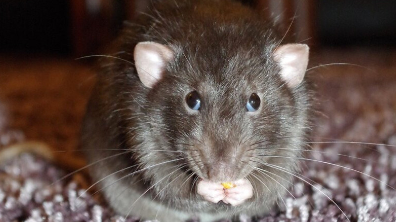 Жители Актобе жалуются на появление крыс