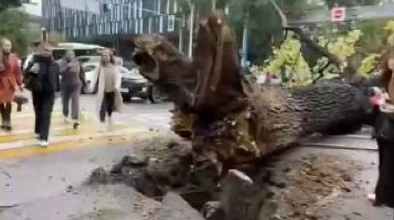 Большое дерево рухнуло на перекрестке Алматы
