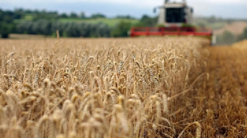 Мысыр ресейлік бидайдан бас тартады, себебі ...