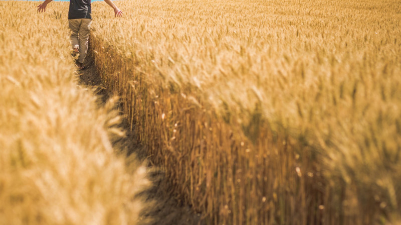 Пропавшего жителя Акмолинской области нашли в поле через 15 дней поисков