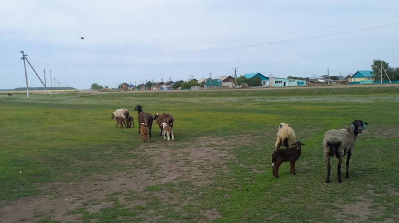 Неизвестные крали скот в Северо-Казахстанской области