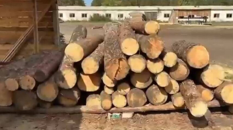 Руководителей «Ертіс орманы» подозревают в вырубке и хищениях леса