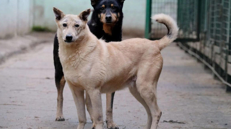 Бродячие псы в поисках еды разрыли 40 могил в Шымкенте