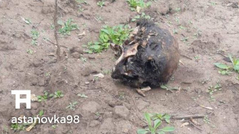 Череп и другие останки нашли недалеко от Астаны