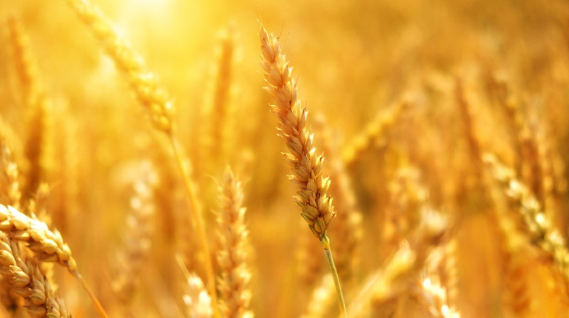 Казахстан вводит запрет на ввоз пшеницы наземным транспортом