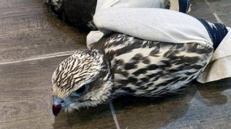 Краснокнижных соколов пытались вывезти из Казахстана