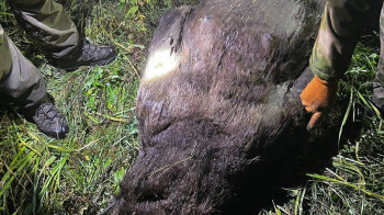 Застреливший медведя браконьер  задержан в ВКО