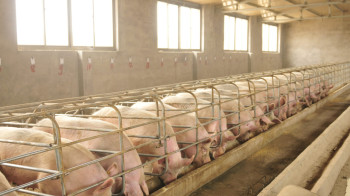 Китай отменил 15-летние ограничения на экспорт свинины из России