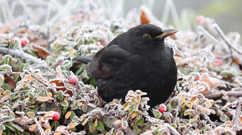 Демалыс күндері үсік жүреді