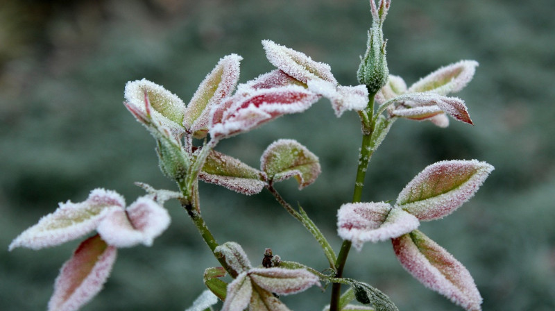 Астанчан предупредили о надвигающихся заморозках