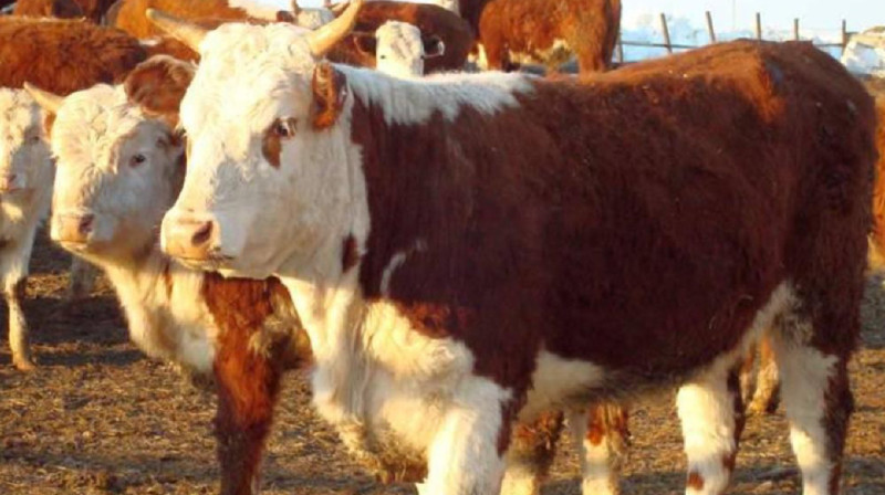 Ветеринарные документы подделывали в СКО