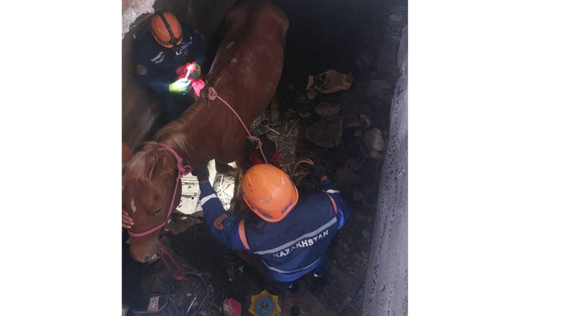 Упавшую в подвал лошадь спасли в Алматинской области