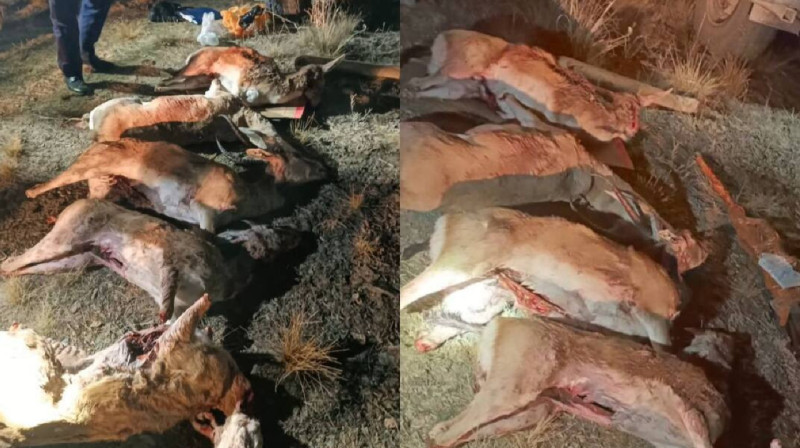 Застреливших краснокнижных джейранов задержали в Жамбылской области