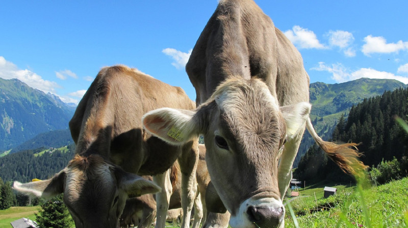 Вспышка бешенства КРС зафиксирована в Костанайской области