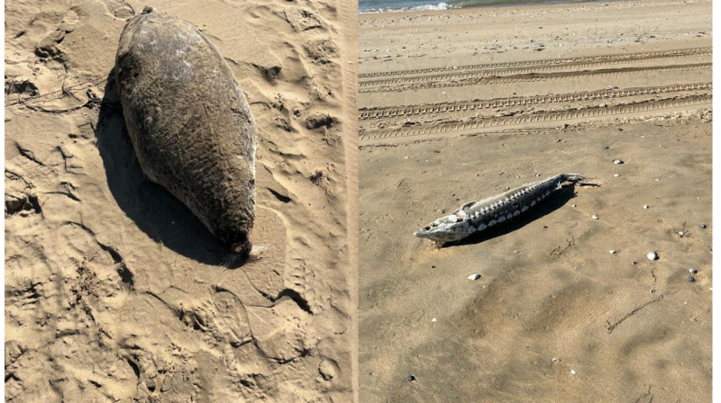 Туши мертвых тюленей и осетровых рыб обнаружили на берегу Каспийского моря
