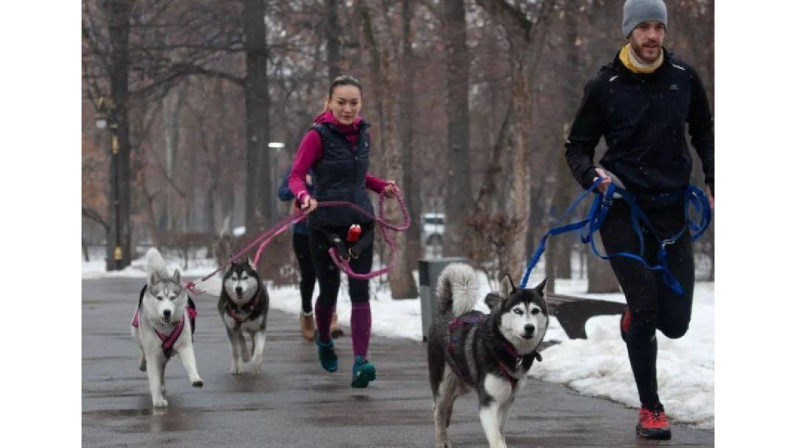 Масштабный дог-фест пройдет на этой неделе в ВКО