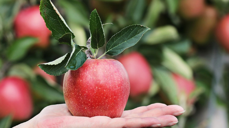 Алматинский апорт получит звание казахстанского бренда