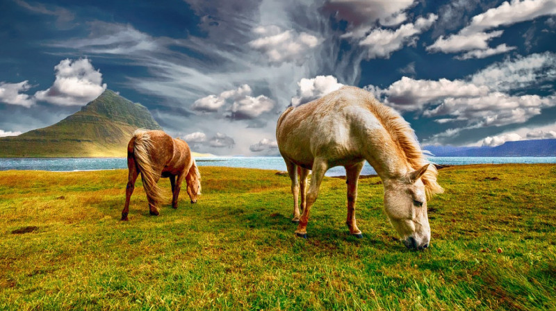 38 тысяч га пастбищных земель вернули государству в СКО