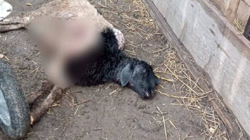 Бродячие собаки нападают на скот и птиц в Восточно-Казахстанской области