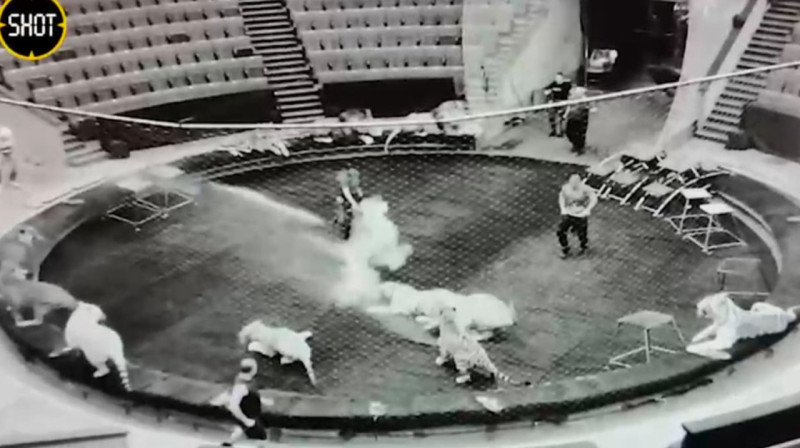 Из-за жестокого обращения с животными братьев Запашных вызвали в Госдуму