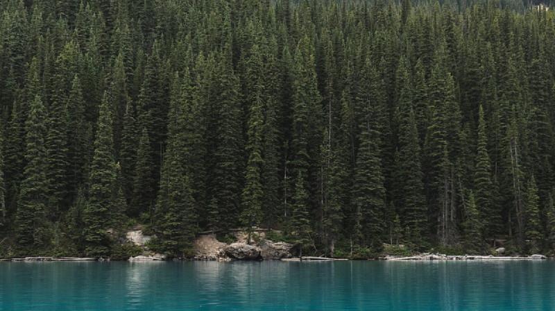 Сельчанин незаконно спилил 13 сосен в лесу в Акмолинской области