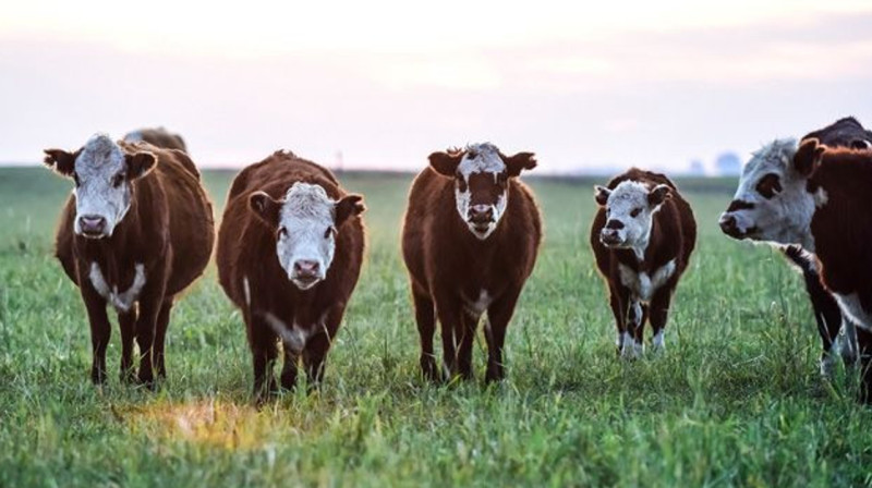 Китайские эксперты проверят ветеринарную систему Казахстана