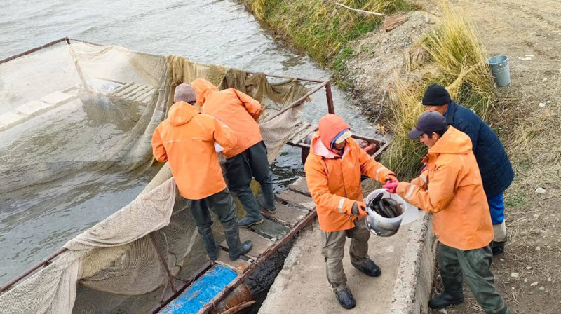 В озеро Зайсан выпустили белого амура