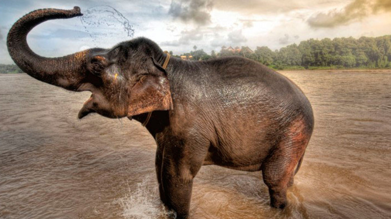 В Таиланде слониха насмерть затоптала мужчину