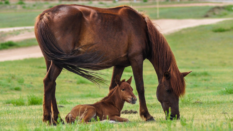 15 чистокровных лошадей Камчи Кольбаева найдены в Кыргызстане