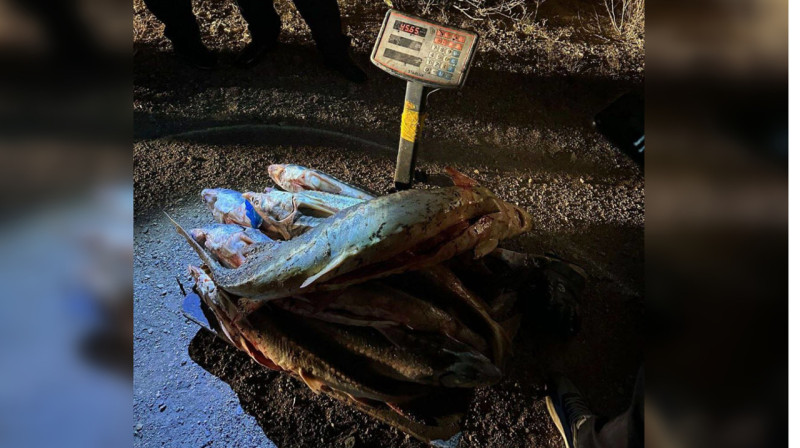Около 46 кг краснокнижной рыбы обнаружили в машине у жителя Мангистау