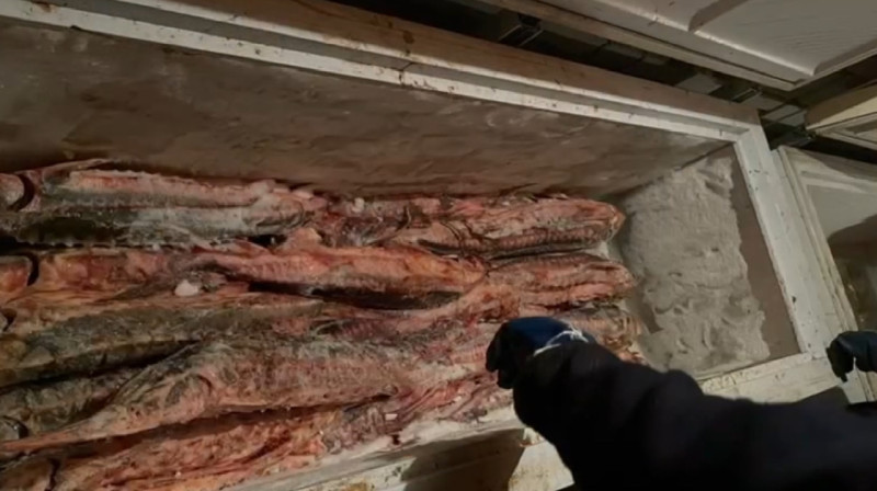 Поставщиков осетровых задержали в Уральске